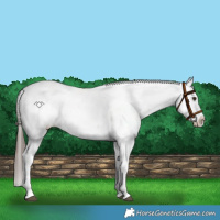 Horse Color:Liver Red Dun Sabino Splash Appaloosa