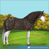 Horse Color:Liver Chestnut Sabino Splash Snowflake Varnish