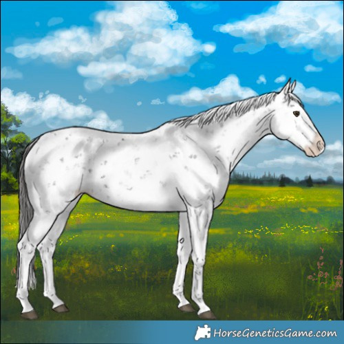 Horse Color:Liver Chestnut Sabino Splash Appaloosa