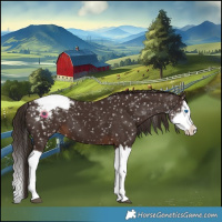 Horse Color:Liver Chestnut Sabino Splash Appaloosa 