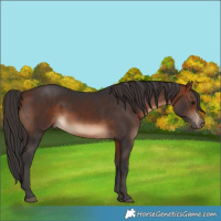 Horse Color:White Spotted Bay 