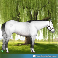 Horse Color:Gray Brown Roan 