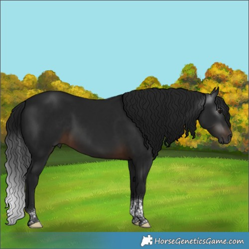 Horse Color:Gray Brown Tobiano 