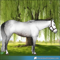 Horse Color:Gray Brown Tobiano