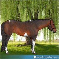 Horse Color:Brown Tobiano