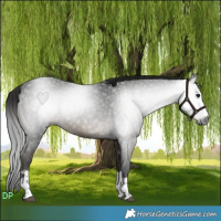 Horse Color:Gray Black 