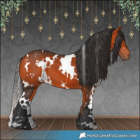 Horse Color:White Spotted Bay 