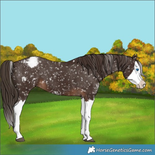 Horse Color:Liver Chestnut Sabino Splash Appaloosa 