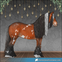 Horse Color:White Spotted Bay 