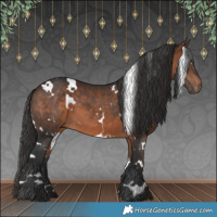 Horse Color:White Spotted Bay 