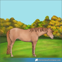 Horse Color:Gold Champagne 