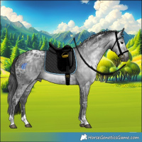 Horse Color:Gray Black Ice Tobiano 