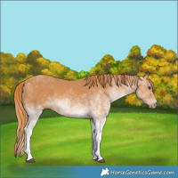 Horse Color:White Spotted Chestnut 