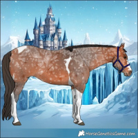 Horse Color:Bay Ice Tobiano