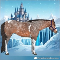 Horse Color:Bay Ice Tobiano