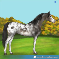 Horse Color:White Spotted Liver Red Dun Appaloosa