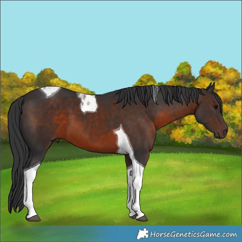 Horse Color:Brown Tobiano 