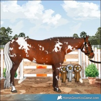 Horse Color:White Spotted Silver Brown Rabicano 