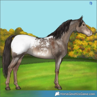 Horse Color:Liver Red Dun Appaloosa