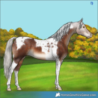Horse Color:Chocolate Silver Brown Tobiano 