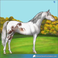 Horse Color:White Spotted Chocolate Silver Brown Tobiano