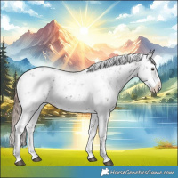 Horse Color:Liver Chestnut Sabino Splash Appaloosa 