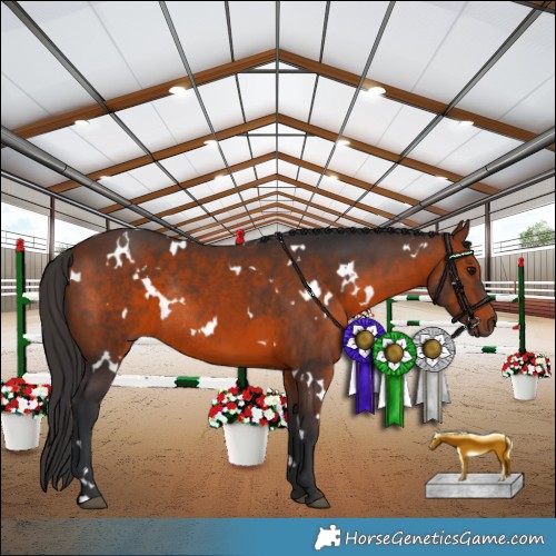 Horse Color:White Spotted Brown Rabicano 