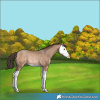 Horse Color:Sable Champagne Splash Rabicano 