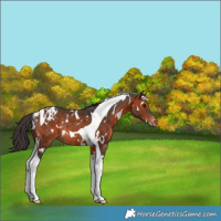 Horse Color:White Spotted Brown Tobiano Blanket Rabicano 