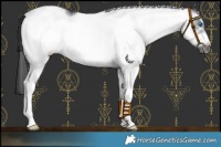 Horse Color:White Spotted Black Frame 