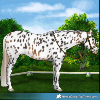 Horse Color:Buckskin Near Leopard 