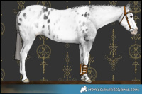 Horse Color:White Spotted Black Splash Blanket 