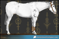 Horse Color:White Spotted Black Splash Near Leopard Rabicano