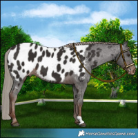 Horse Color:Liver Chestnut Near Leopard 