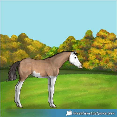 Horse Color:Bay Dun Splash