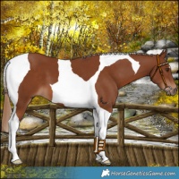 Horse Color:Chestnut Tobiano
