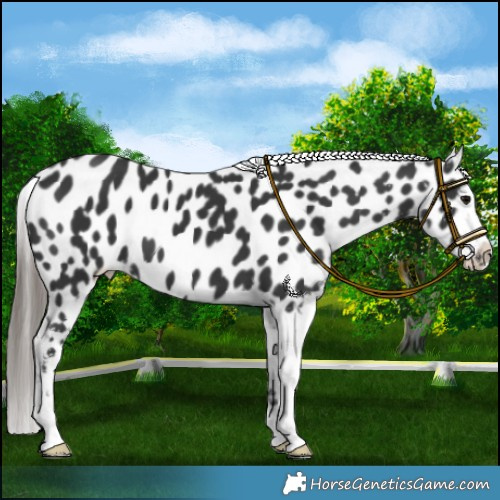 Horse Color:Black Near Leopard 