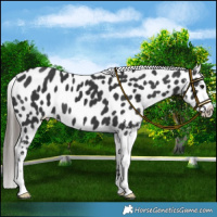 Horse Color:Black Near Leopard
