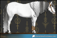 Horse Color:Liver Chestnut Appaloosa