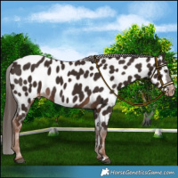 Horse Color:Liver Chestnut Near Leopard 