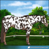 Horse Color:Liver Chestnut Appaloosa 