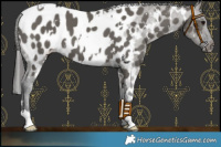 Horse Color:White Spotted Grullo Near Leopard 