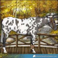 Horse Color:White Spotted Grullo Appaloosa 