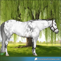 Horse Color:Gray White Spotted Buckskin Near Leopard Rabicano 