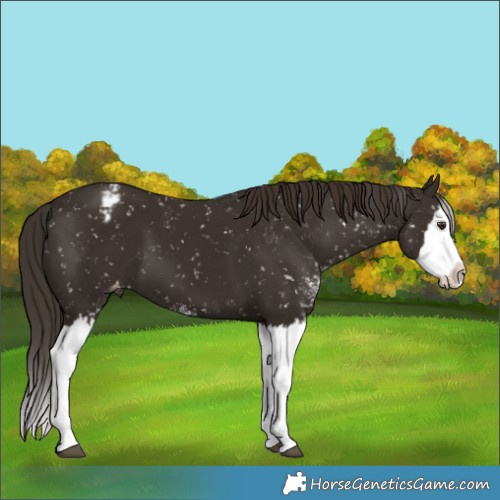 Horse Color:Liver Chestnut Sabino Splash Appaloosa 