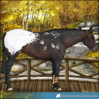 Horse Color:Brown Appaloosa 