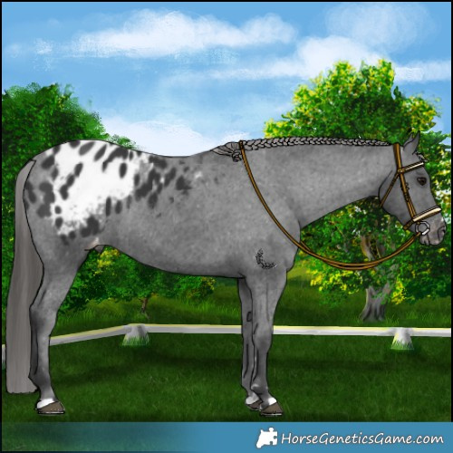Horse Color:Black Appaloosa Rabicano 