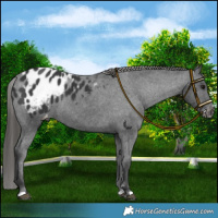 Horse Color:Black Blanket Rabicano 