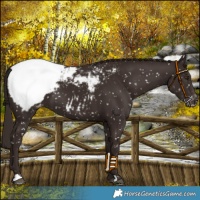 Horse Color:Liver Chestnut Snowcap 
