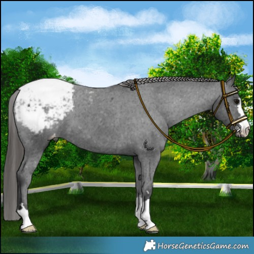Horse Color:Black Appaloosa 
